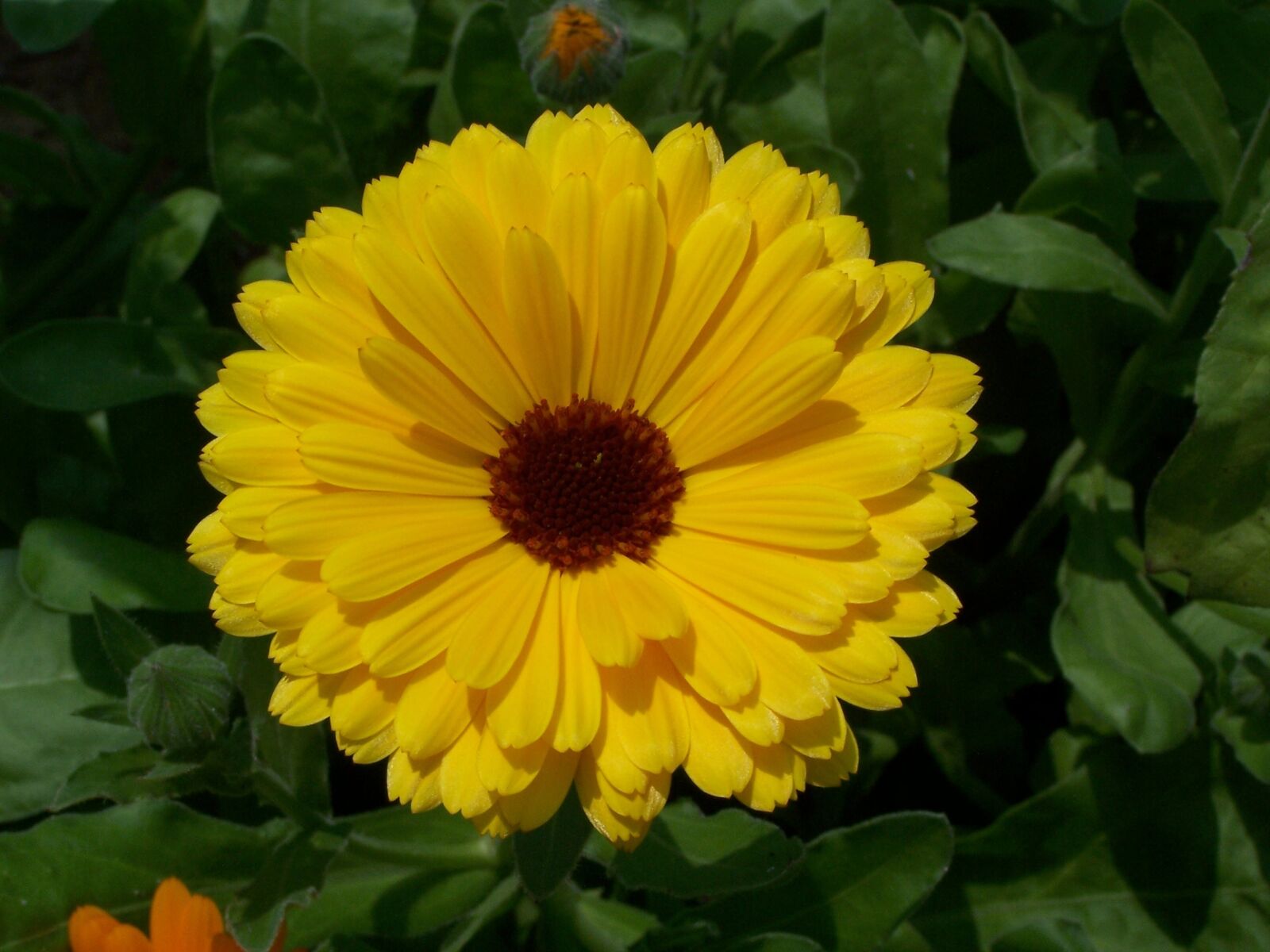 Kodak Z740 ZOOM DIGITAL CAMERA sample photo. Flowers, yellow, yellow flowers photography