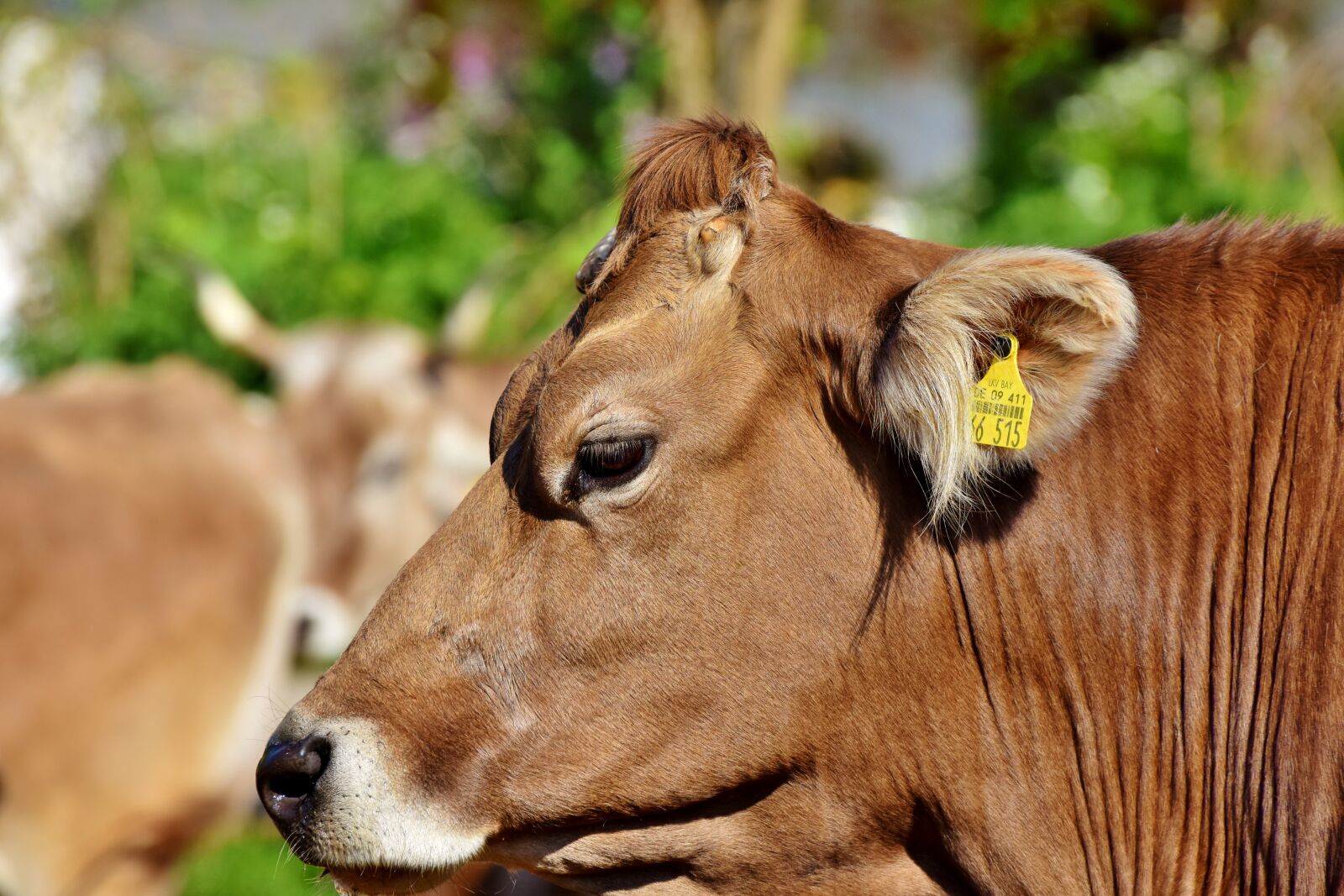 Nikon D7200 sample photo. Cow, beef, cattle photography