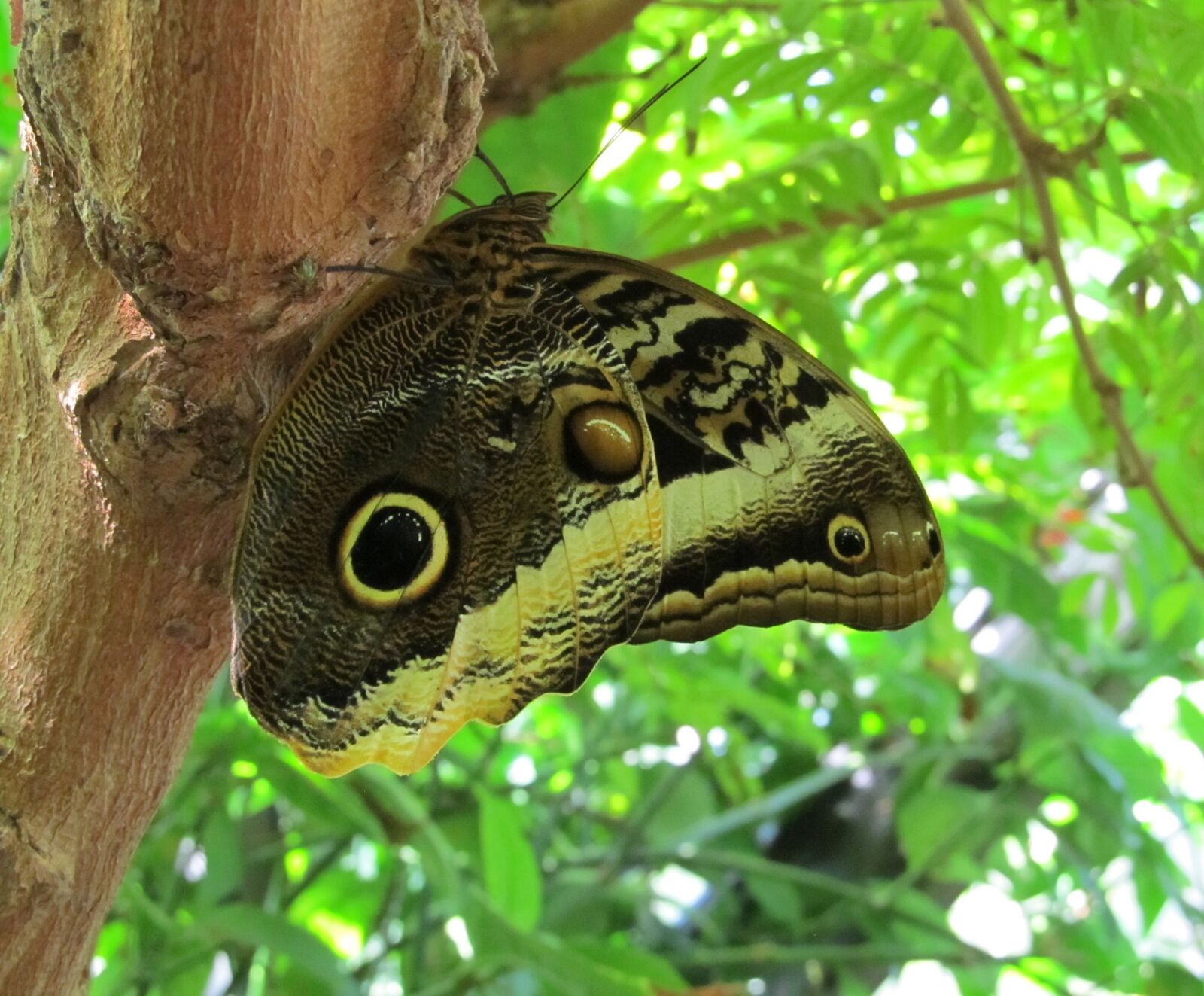 Canon PowerShot SX130 IS sample photo. Butterfly, insect, colorful photography