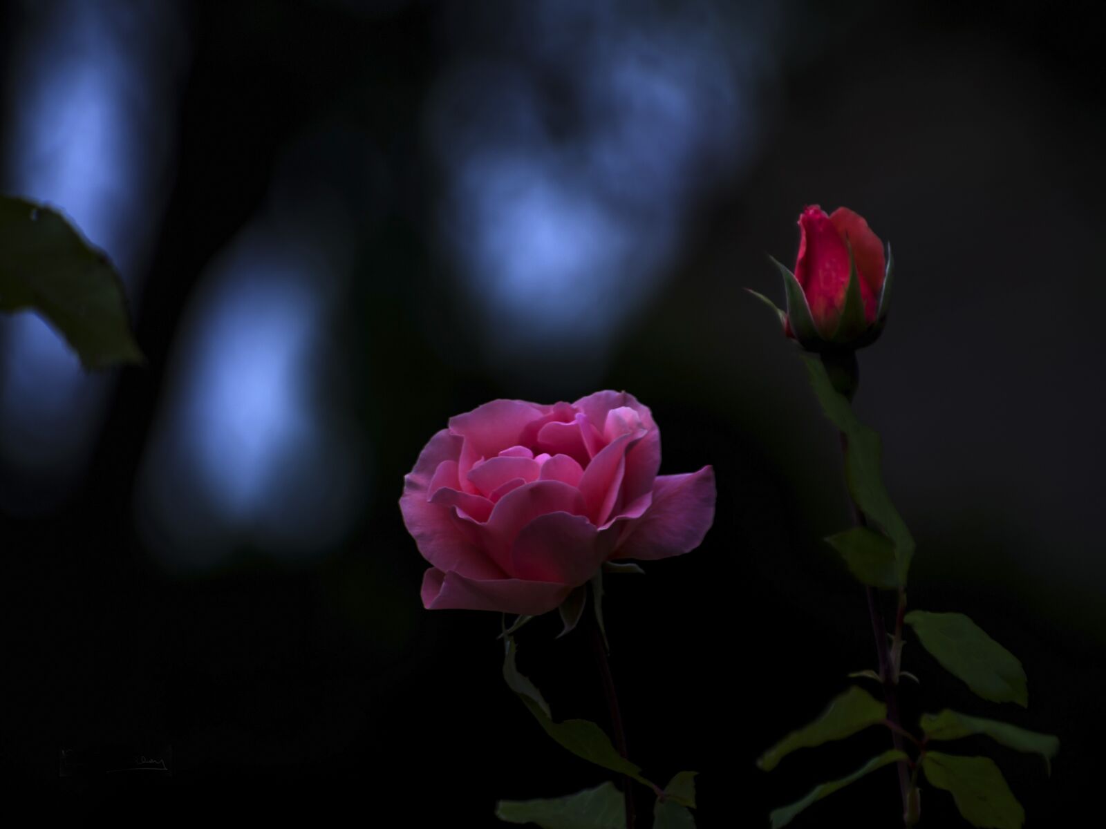 Nikon D5100 sample photo. Flower, flora, rose photography