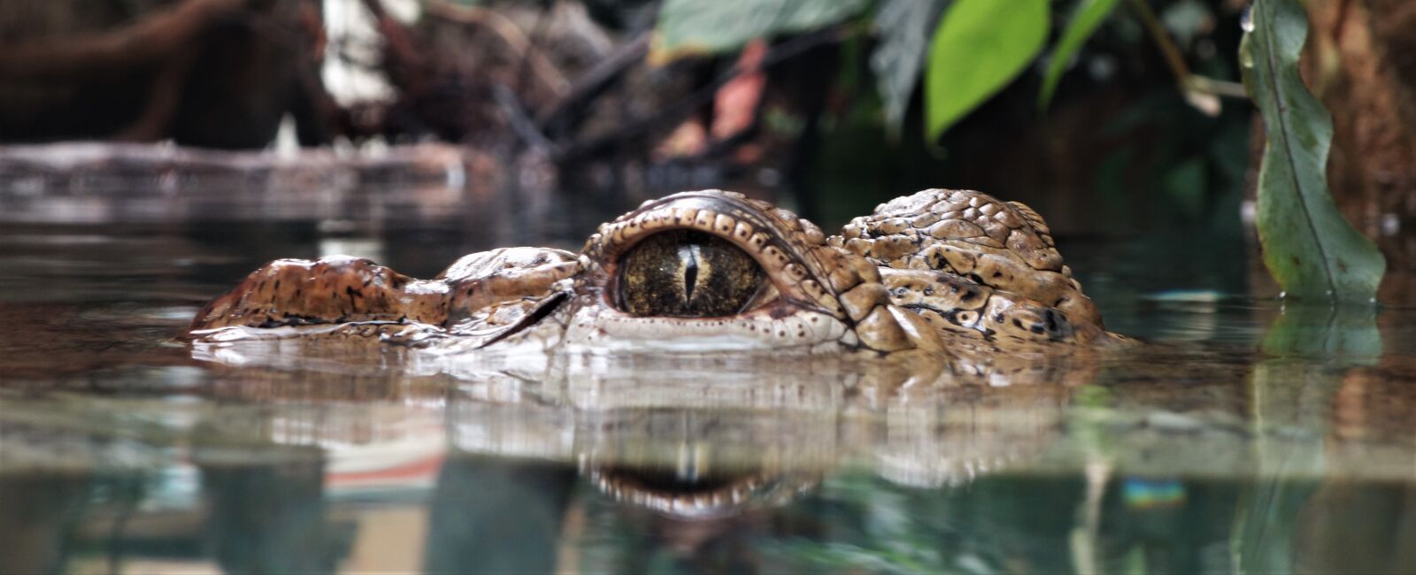 Sony Cyber-shot DSC-RX100 sample photo. Crocodile, eye, wildlife photography