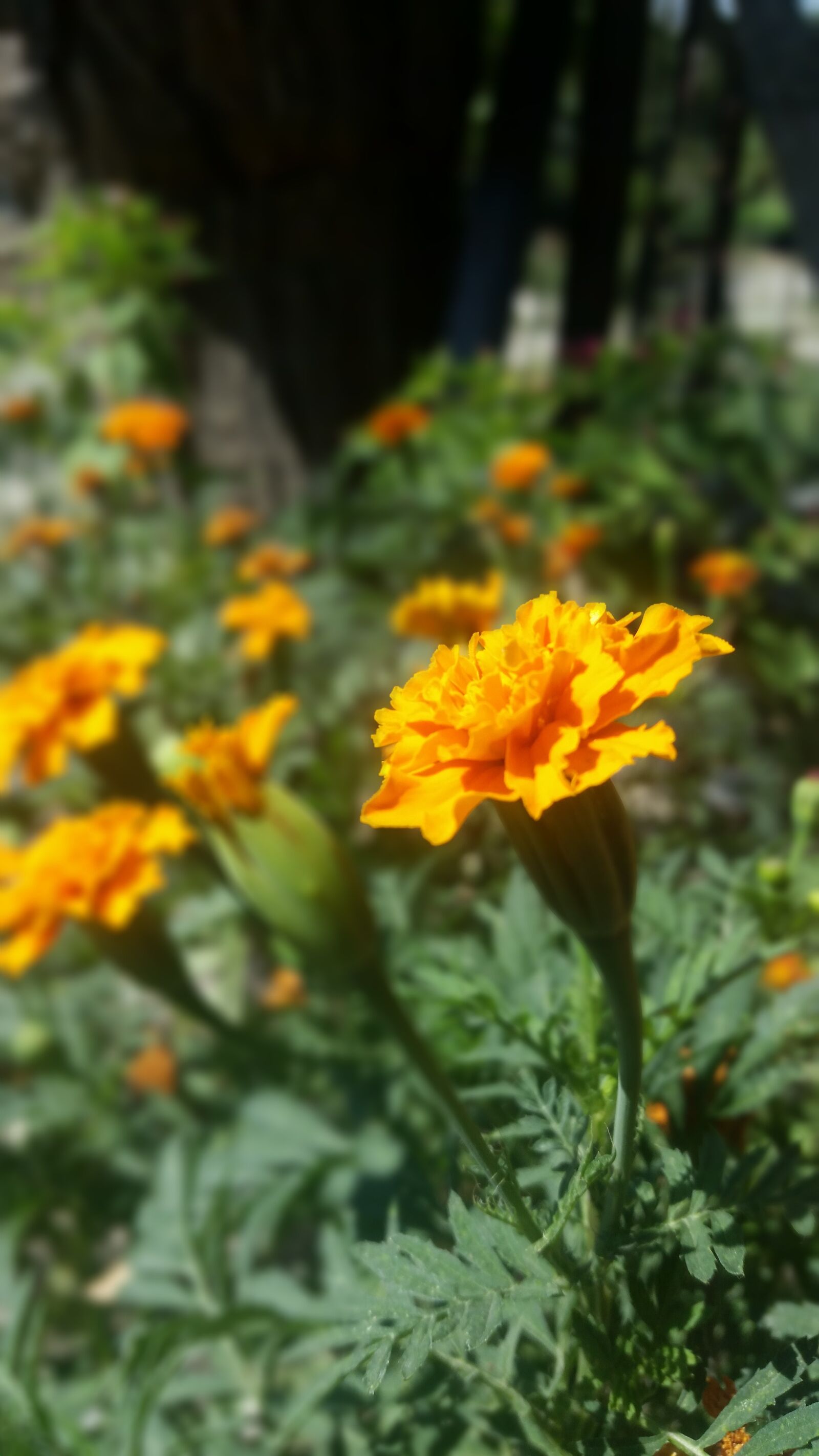 Samsung Galaxy S5 sample photo. Flower flowers, orange, nature photography