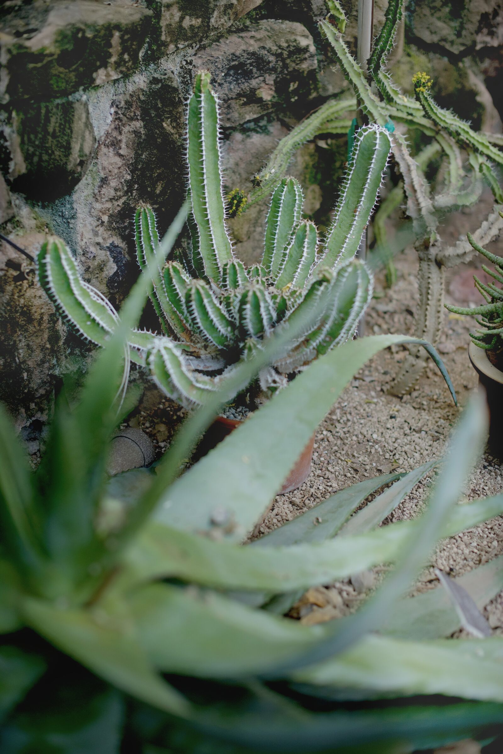 Nikon D800 sample photo. Succulents, green house, cactus photography