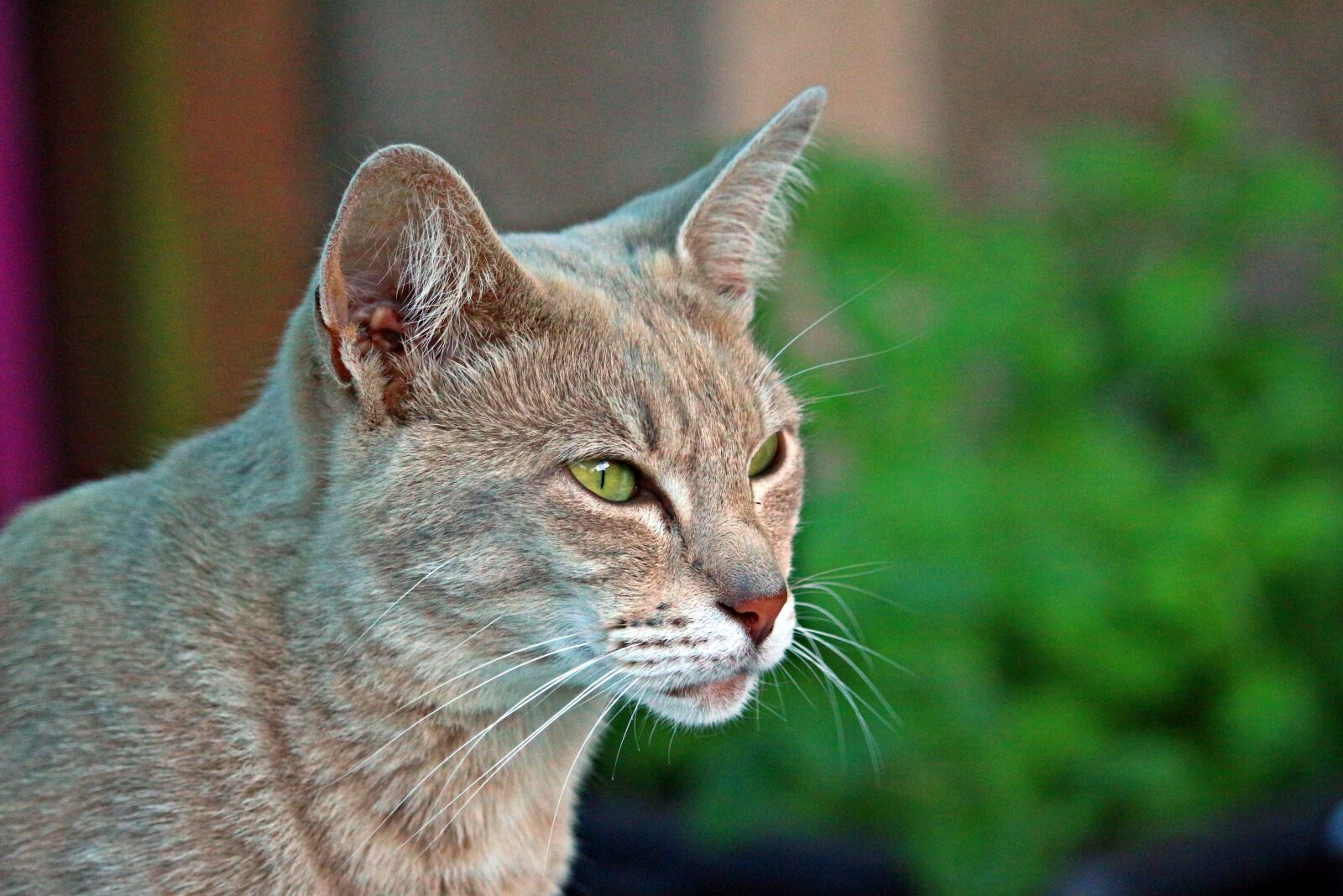 Canon EOS 100D (EOS Rebel SL1 / EOS Kiss X7) sample photo. Cat, mieze, tiger cat photography