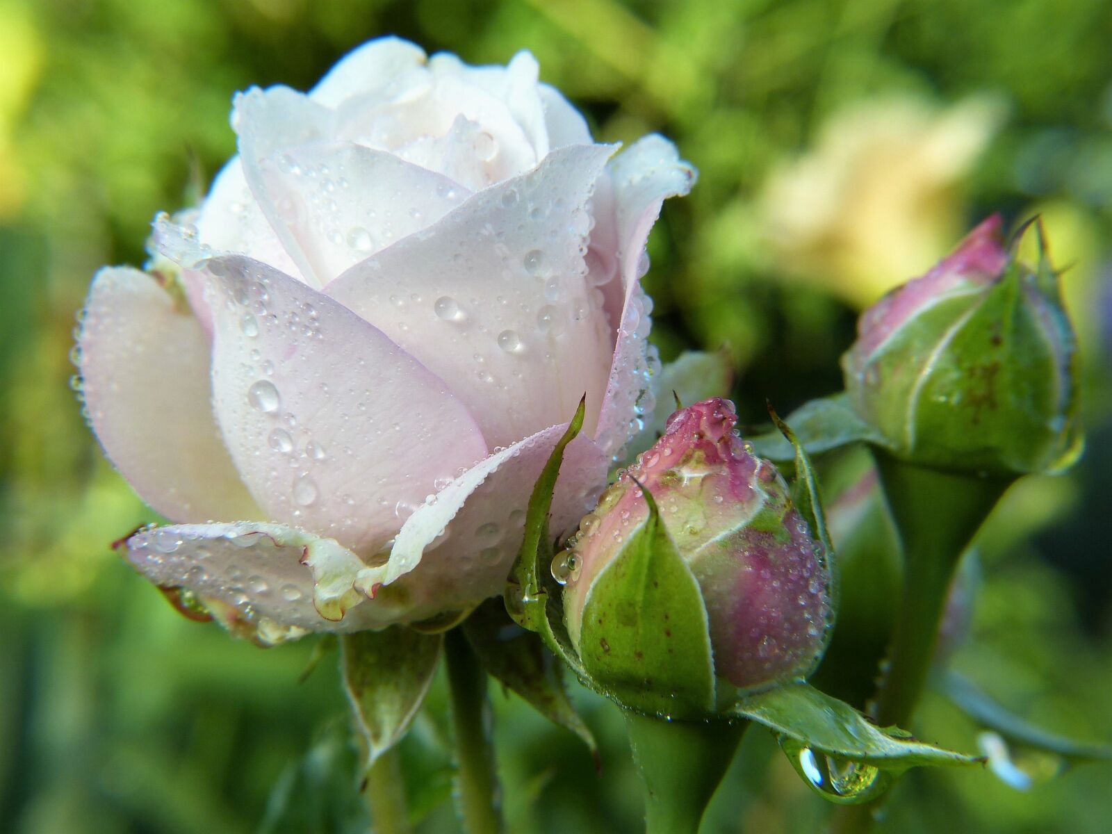 Panasonic Lumix DMC-FZ150 sample photo. Rose, blossom, bloom photography
