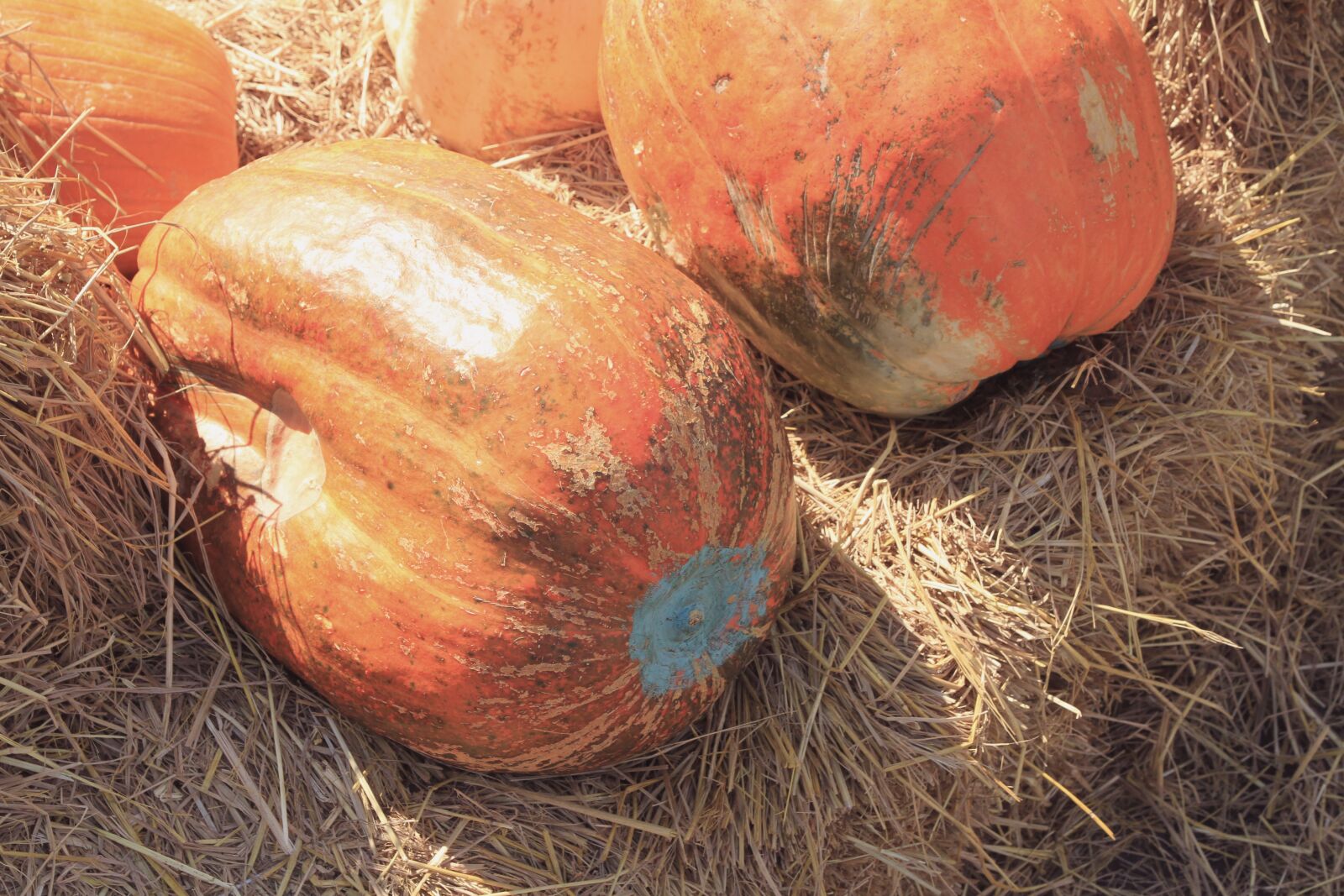Canon EOS 7D sample photo. Pumpkin, big, straw photography