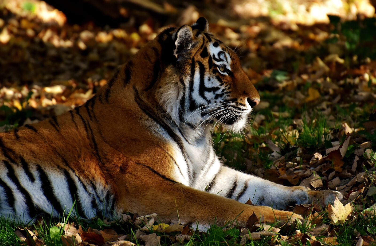 Nikon D7200 sample photo. Tiger, predator, lurking photography