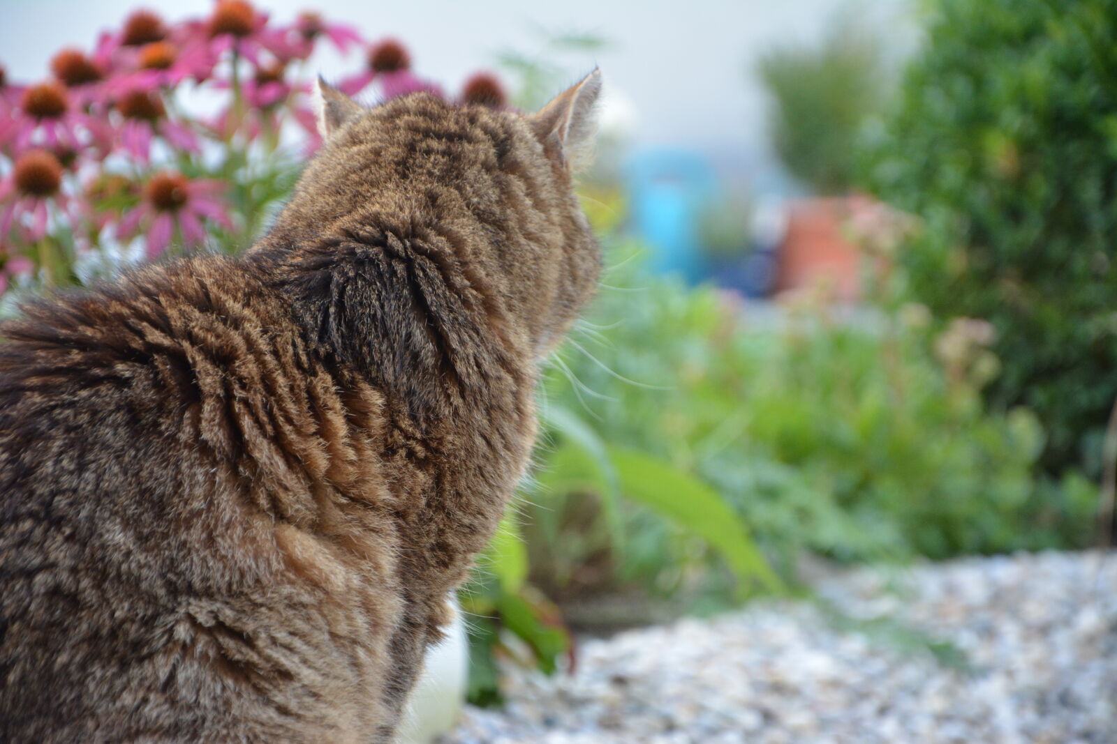 Nikon D5200 sample photo. Cat photography