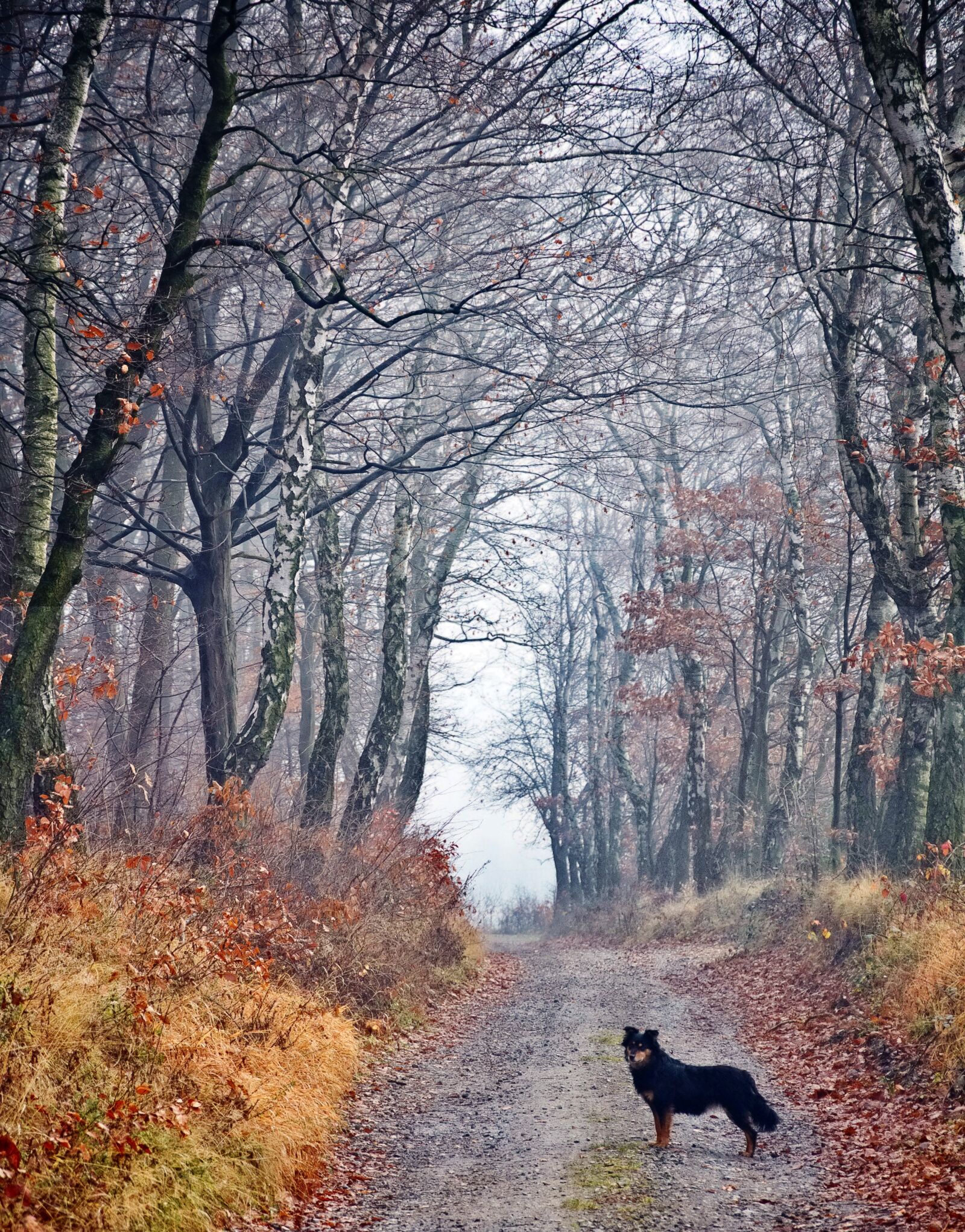 Nikon D90 sample photo. Forest, dog, spacer photography