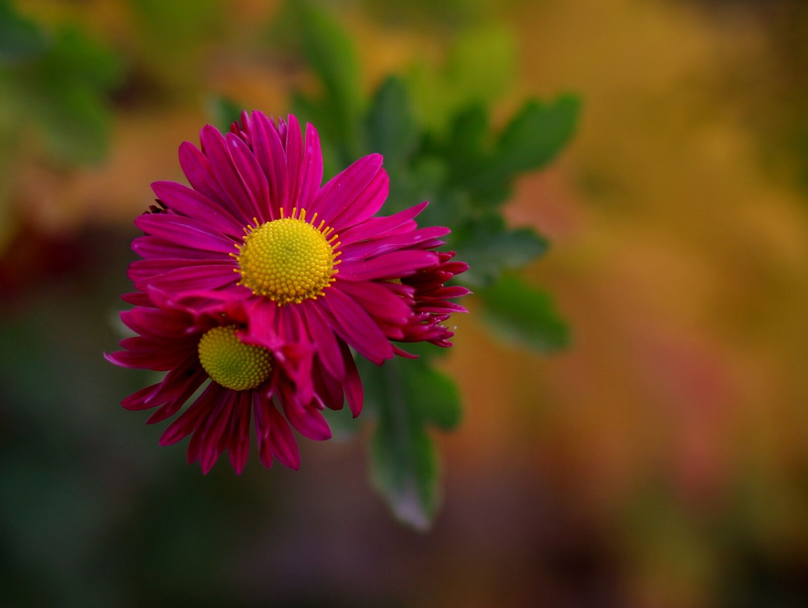 Canon EOS 7D Mark II + Canon EF 85mm F1.8 USM sample photo. Chrysanthemum, flower, pink photography