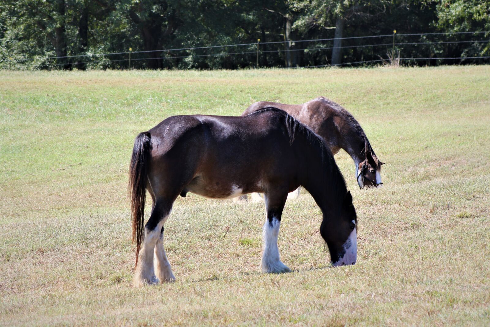 Canon EOS 7D Mark II sample photo. Horse, farm, rural photography