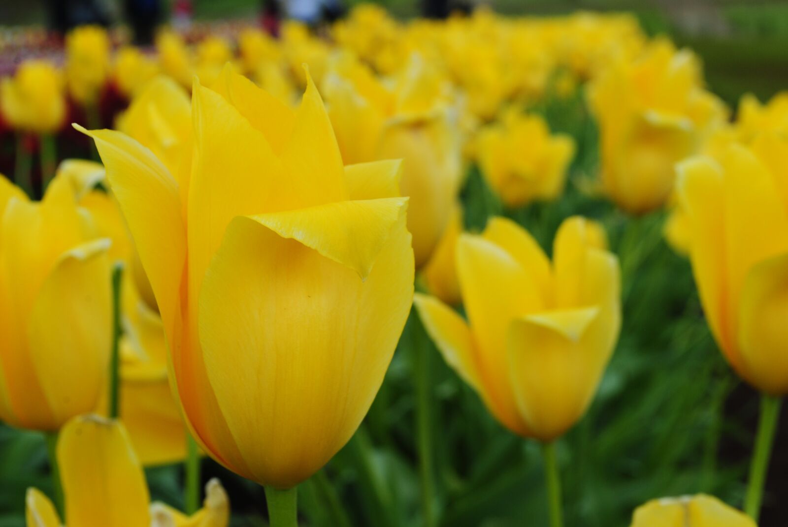 Nikon D3000 sample photo. Tulip, flower, flora photography