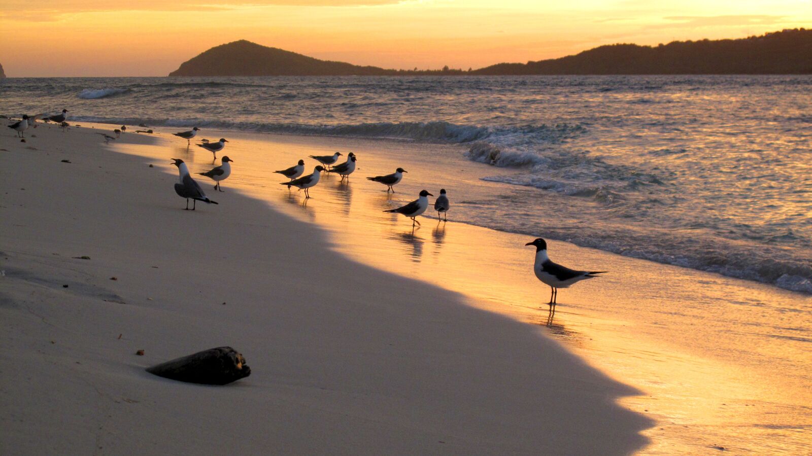 Canon PowerShot G10 sample photo. Sunset, caribbean, birds photography