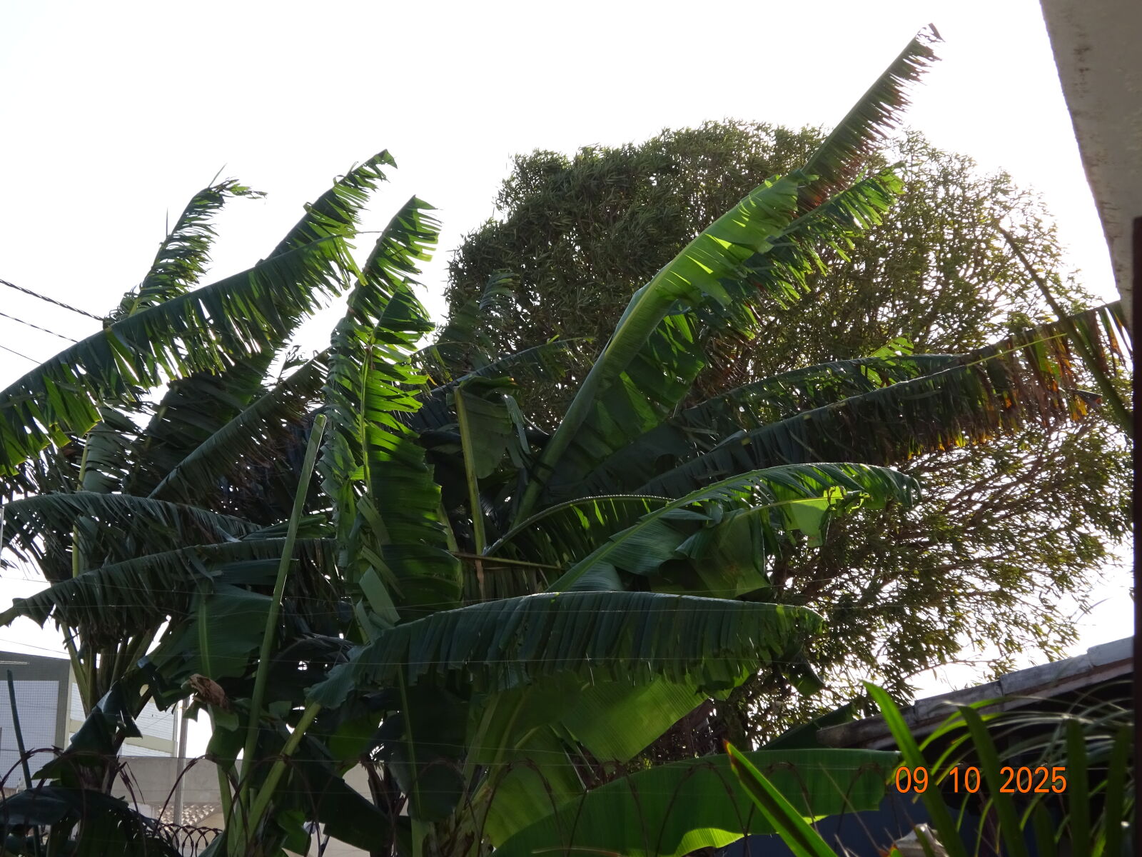 Sony Cyber-shot DSC-WX350 sample photo. Green life photography