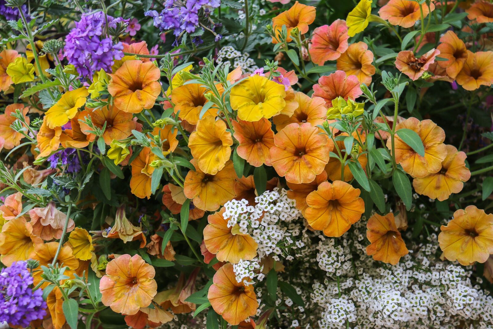 Canon EF-S 18-200mm F3.5-5.6 IS sample photo. Flowers, jardiniere, nature photography