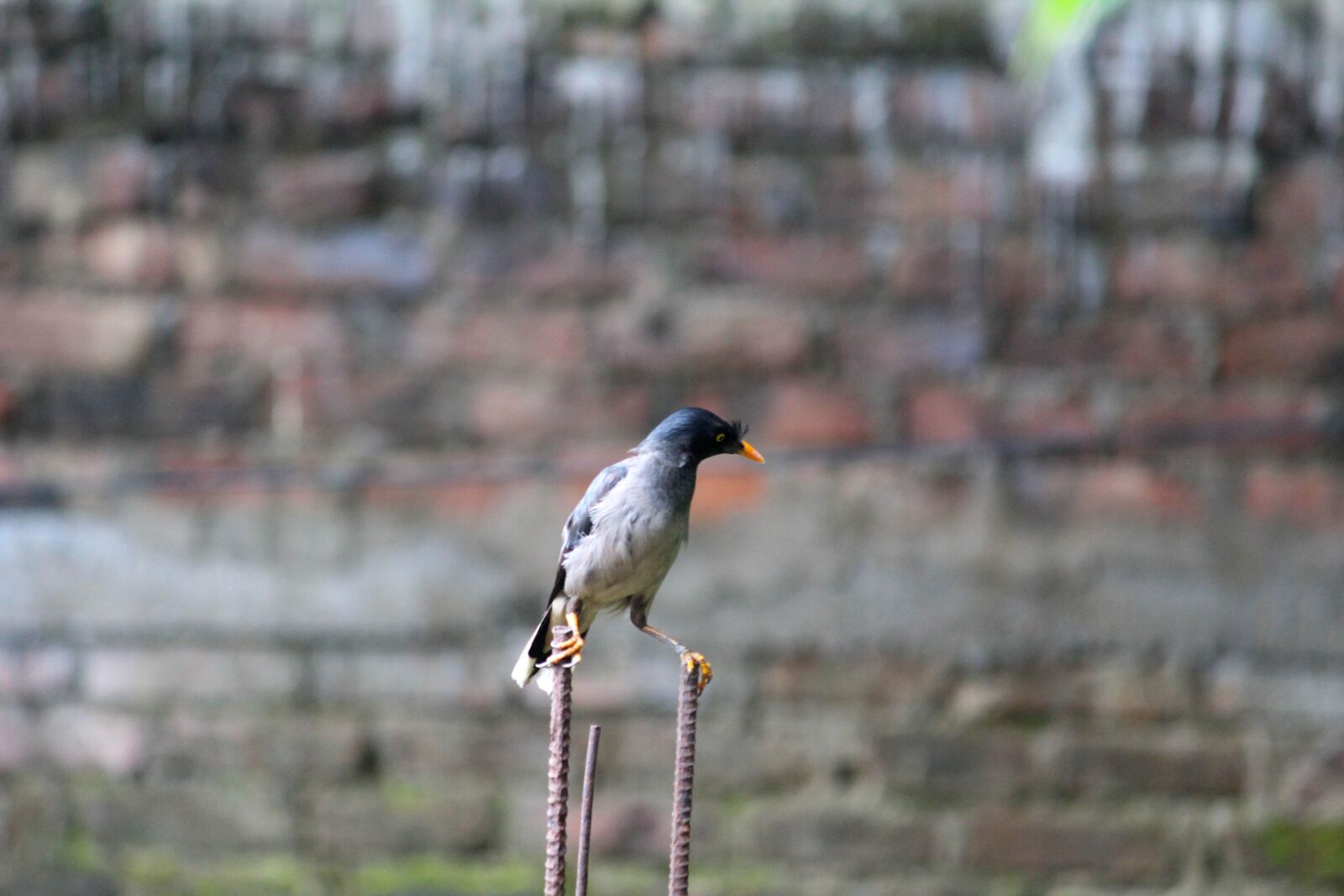 Canon EOS 1200D (EOS Rebel T5 / EOS Kiss X70 / EOS Hi) + Canon EF-S 55-250mm F4-5.6 IS II sample photo. Birds, nature, myna photography