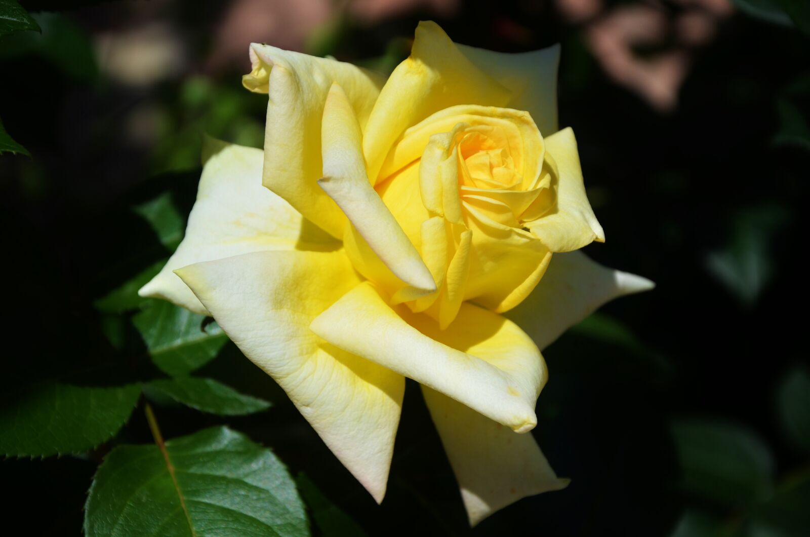 Nikon D7000 sample photo. Rose, flower, spring photography
