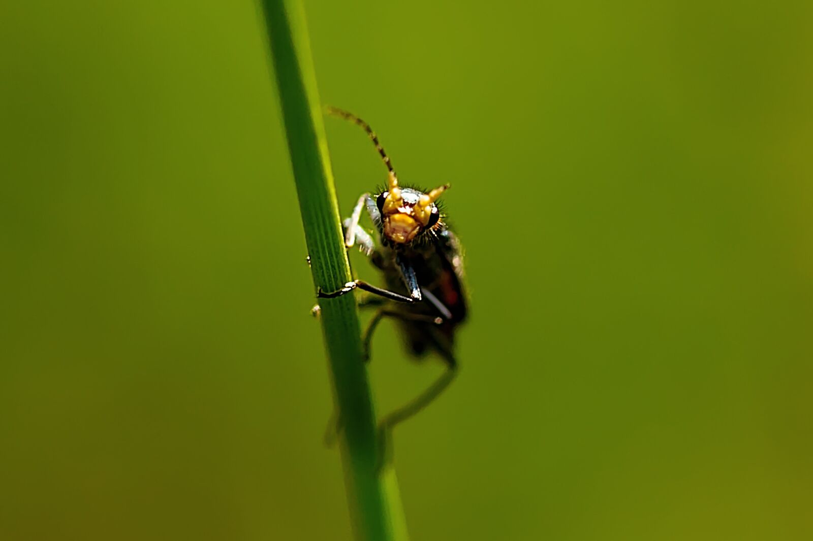 Canon EOS 60D + Canon EF-S 60mm F2.8 Macro USM sample photo. Insect, beetle, nature photography