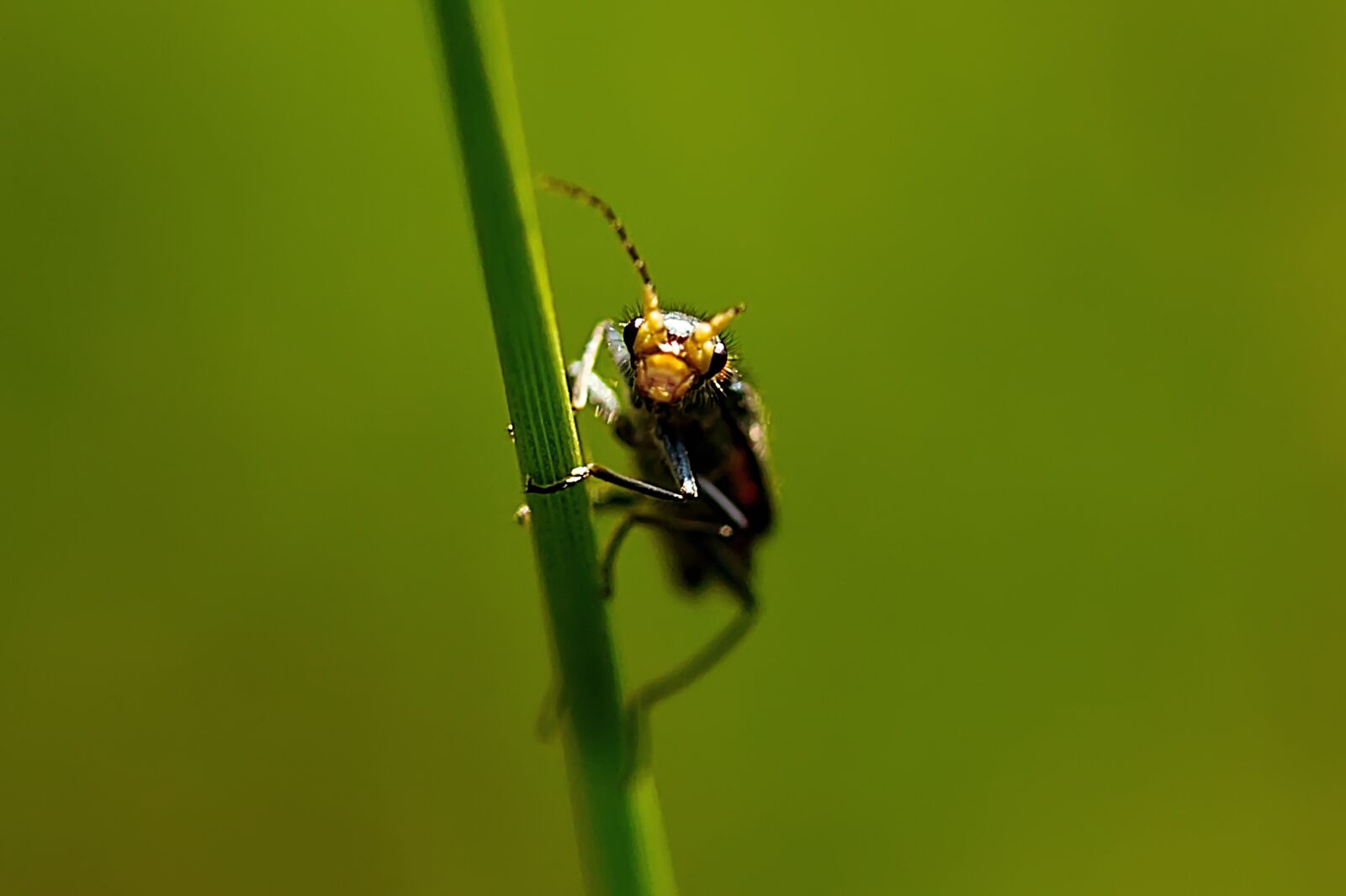 Canon EF-S 60mm F2.8 Macro USM sample photo. Insect, beetle, nature photography
