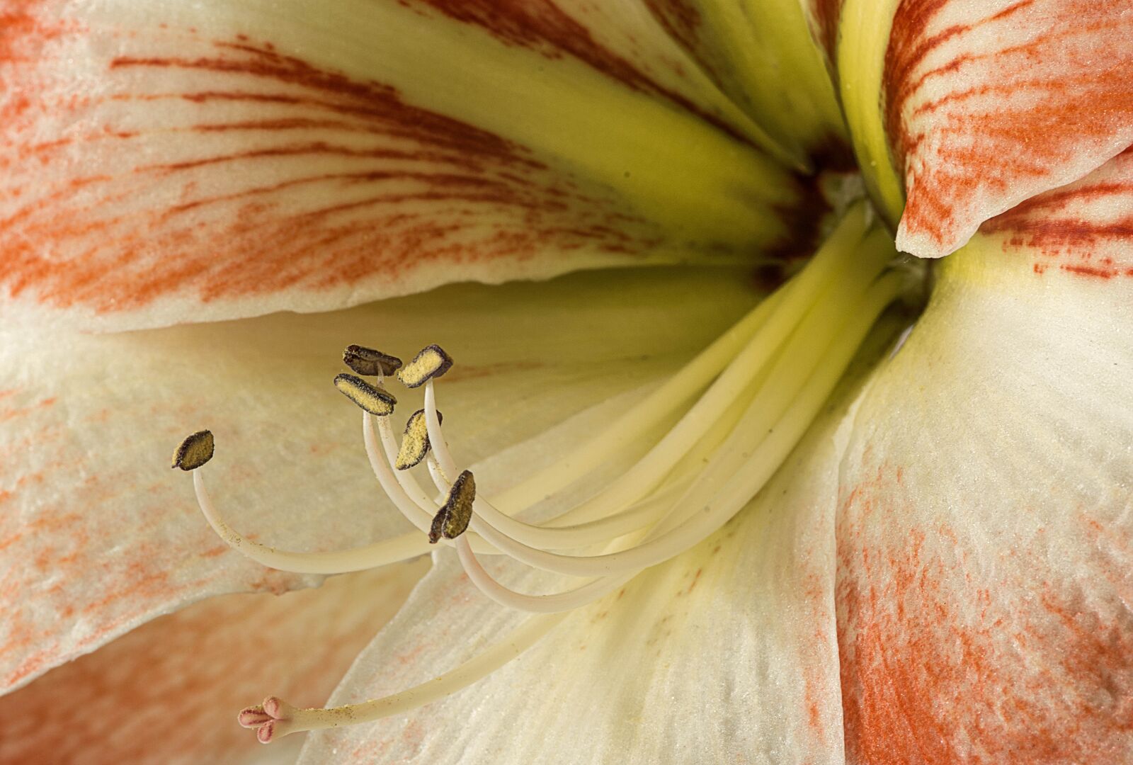 Nikon D7100 sample photo. Flower, pistil, spring photography