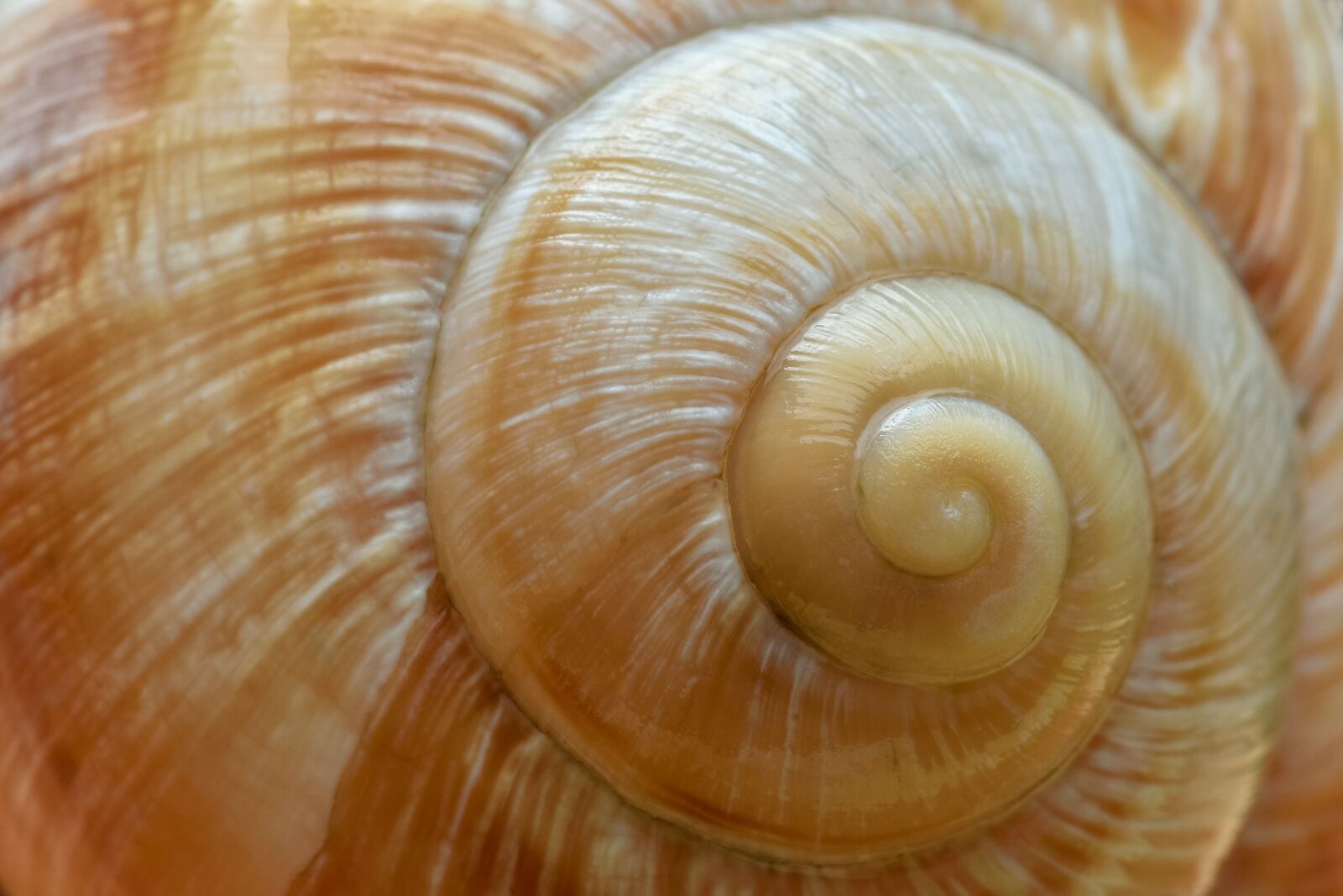 Nikon D7200 sample photo. Snail, shell, schalenweichtiere photography