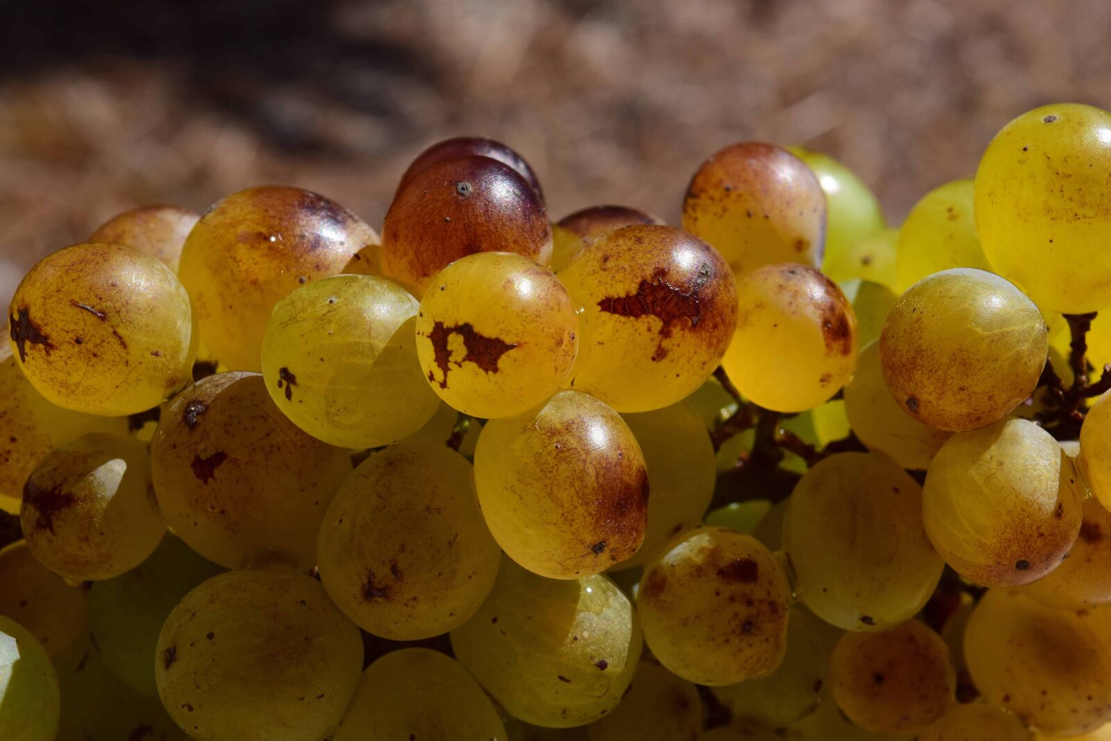 Nikon D3300 sample photo. Food, fruit, grapevine, berry photography