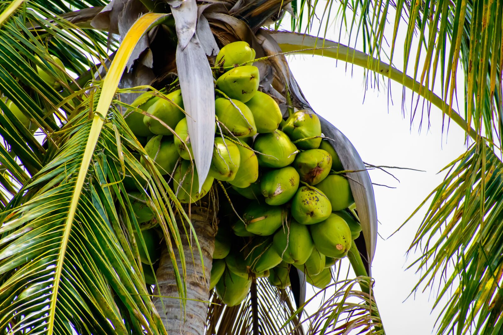 Nikon D3500 sample photo. Coconut, palm, tropical photography