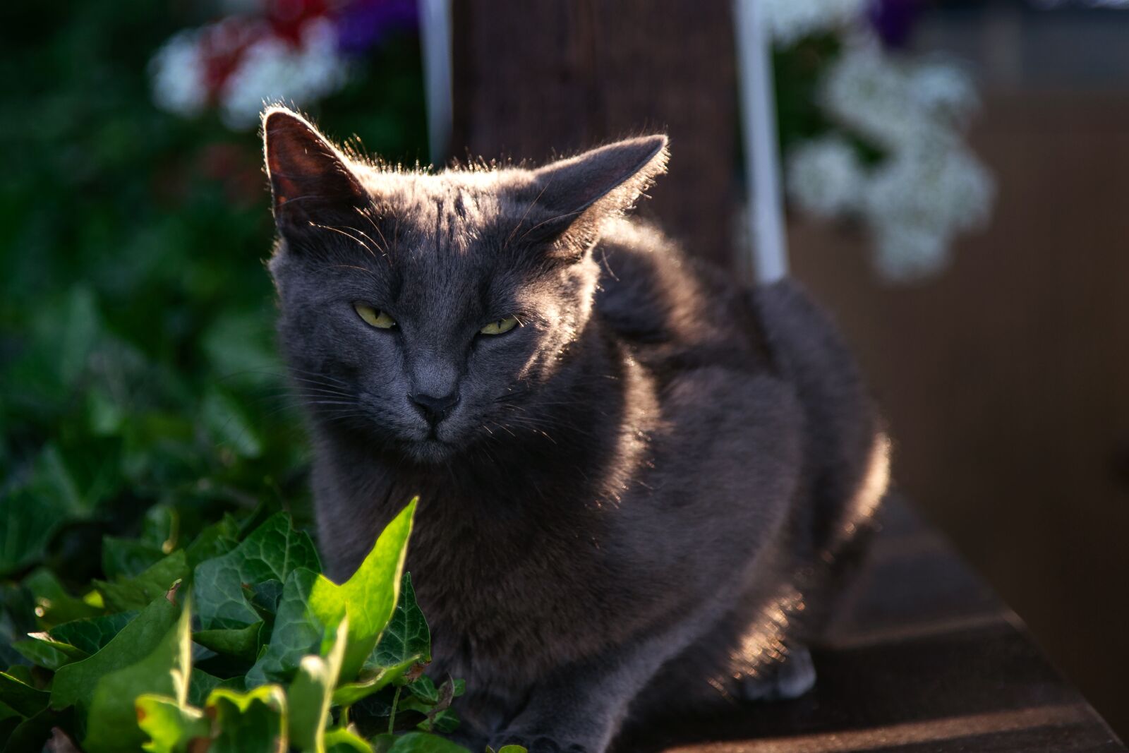 Sony a7 II + DT 24-105mm F4 SAM sample photo. Cat, pet, animal photography