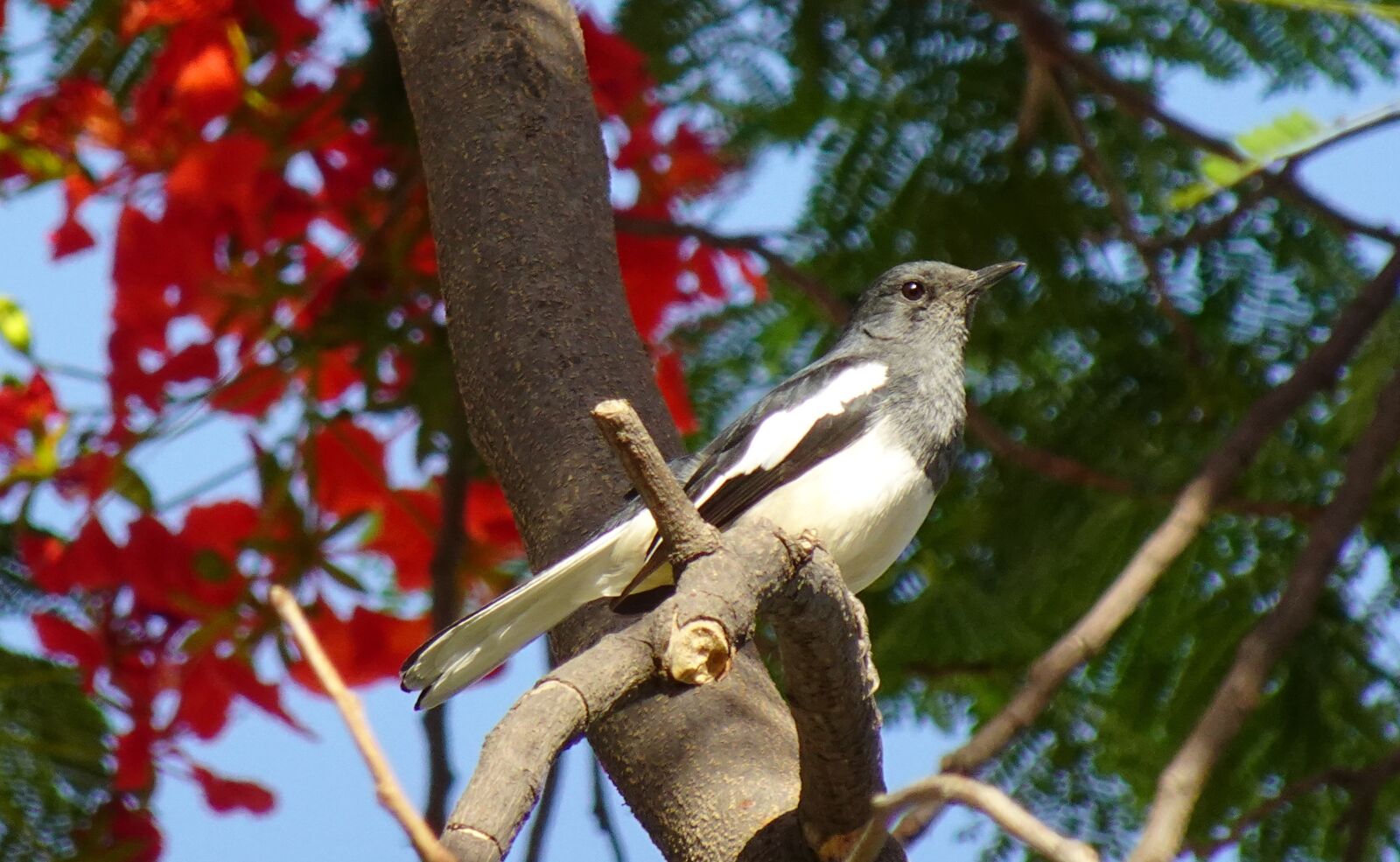Sony DSC-WX800 sample photo. Bird, magpie, robin photography