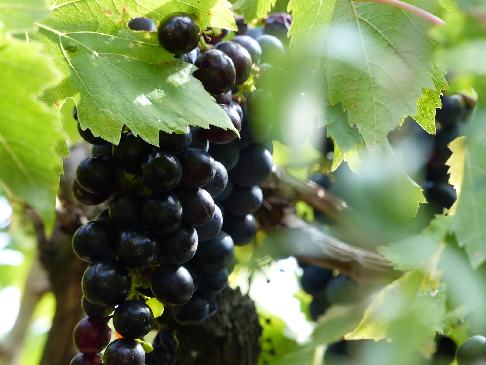 Panasonic Lumix DMC-FZ200 sample photo. Grapes, italy, vineyards photography
