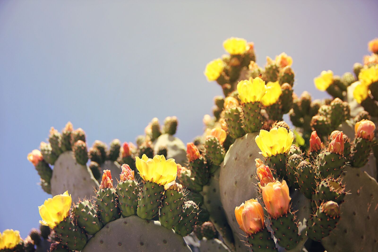 Canon EOS 550D (EOS Rebel T2i / EOS Kiss X4) sample photo. Prickly pear, cactus, cactus photography