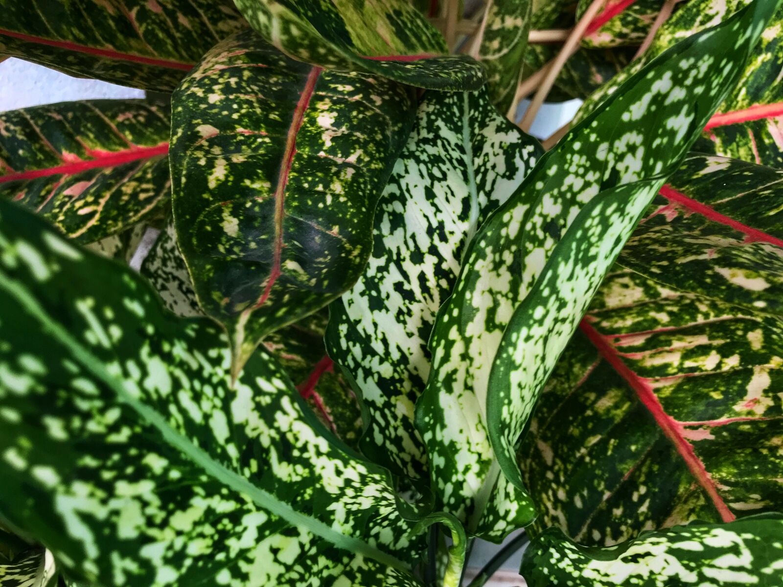 Apple iPhone 7 Plus sample photo. Background, natural, the leaves photography