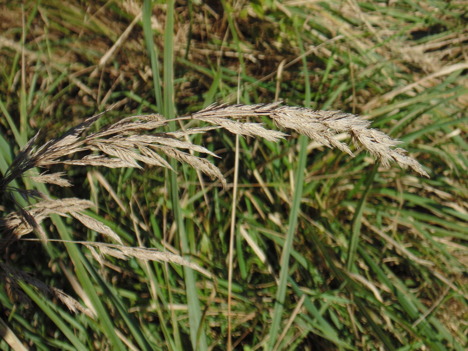 Sony Cyber-shot DSC-H200 sample photo