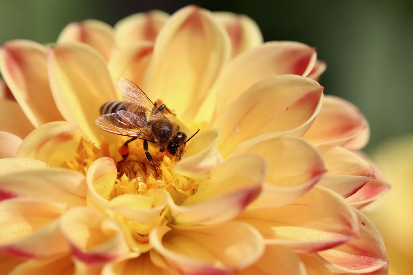 Canon EOS 800D (EOS Rebel T7i / EOS Kiss X9i) sample photo. Dahlia, bee, pollen photography