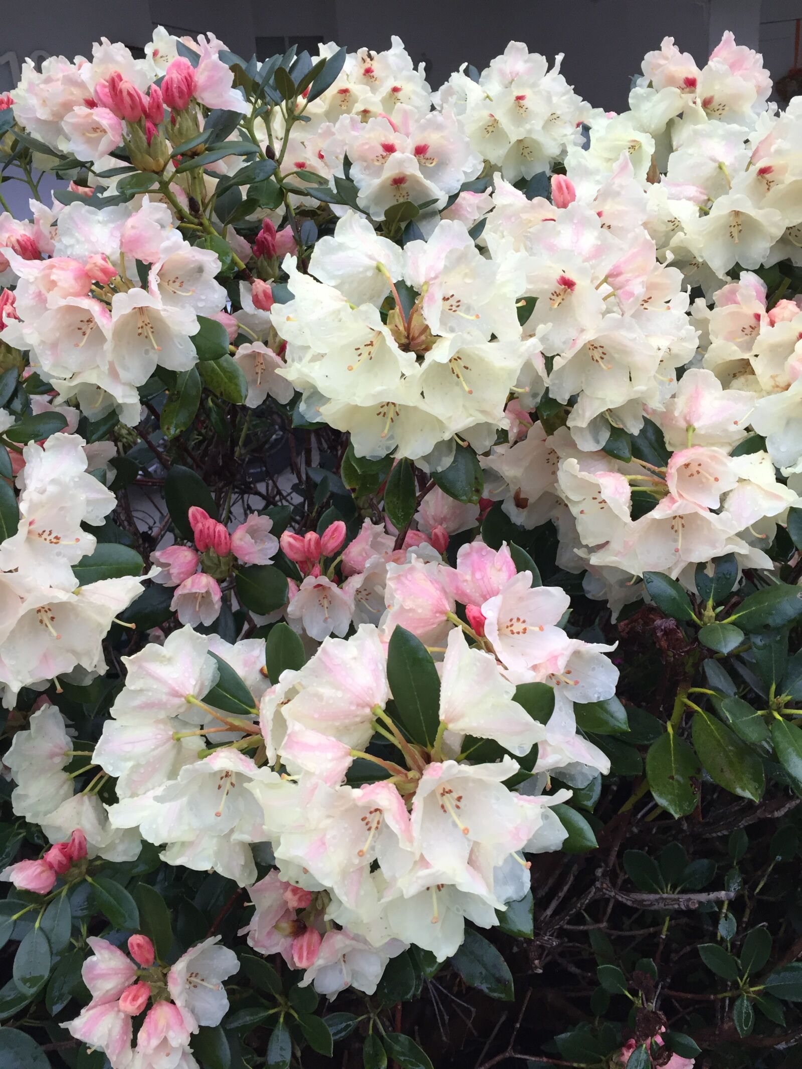 iPhone 6 back camera 4.15mm f/2.2 sample photo. Flowers, roses, summer photography
