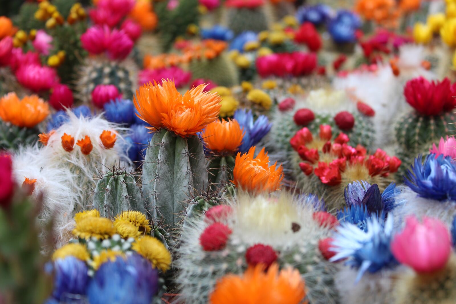 Canon EOS 650D (EOS Rebel T4i / EOS Kiss X6i) sample photo. Cactus, flower, botanical photography