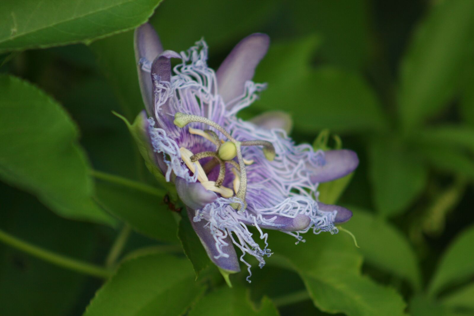Canon EOS 20D sample photo. Passion flower, passion vine photography