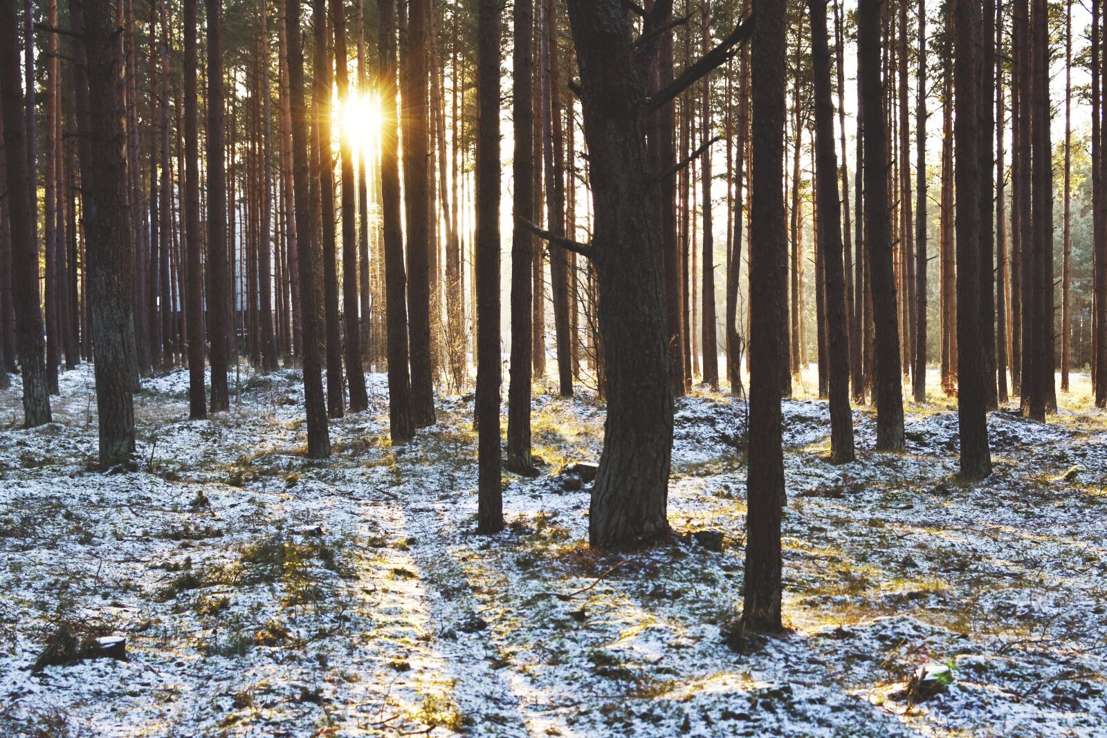 Nikon D7200 sample photo. Wood, forest, sunset photography