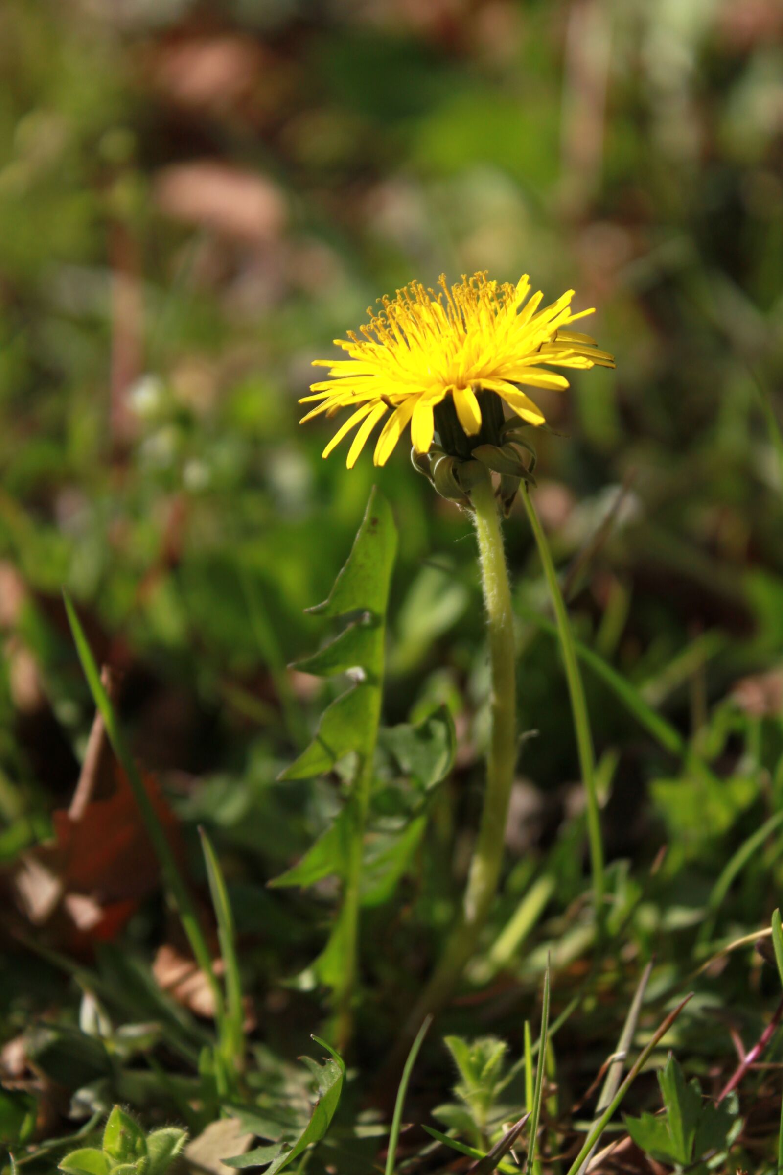 Canon EOS 500D (EOS Rebel T1i / EOS Kiss X3) sample photo. Nature, grass, hayfields photography