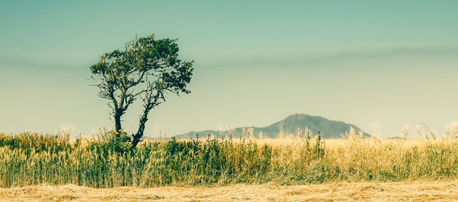 Nikon D3300 sample photo. Tree, landscape, nature photography