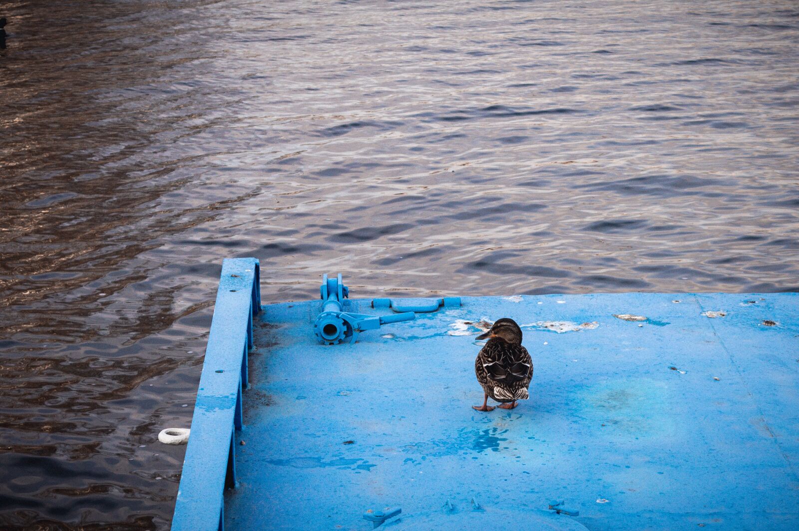 Nikon D3200 sample photo. Duck, on the shore photography