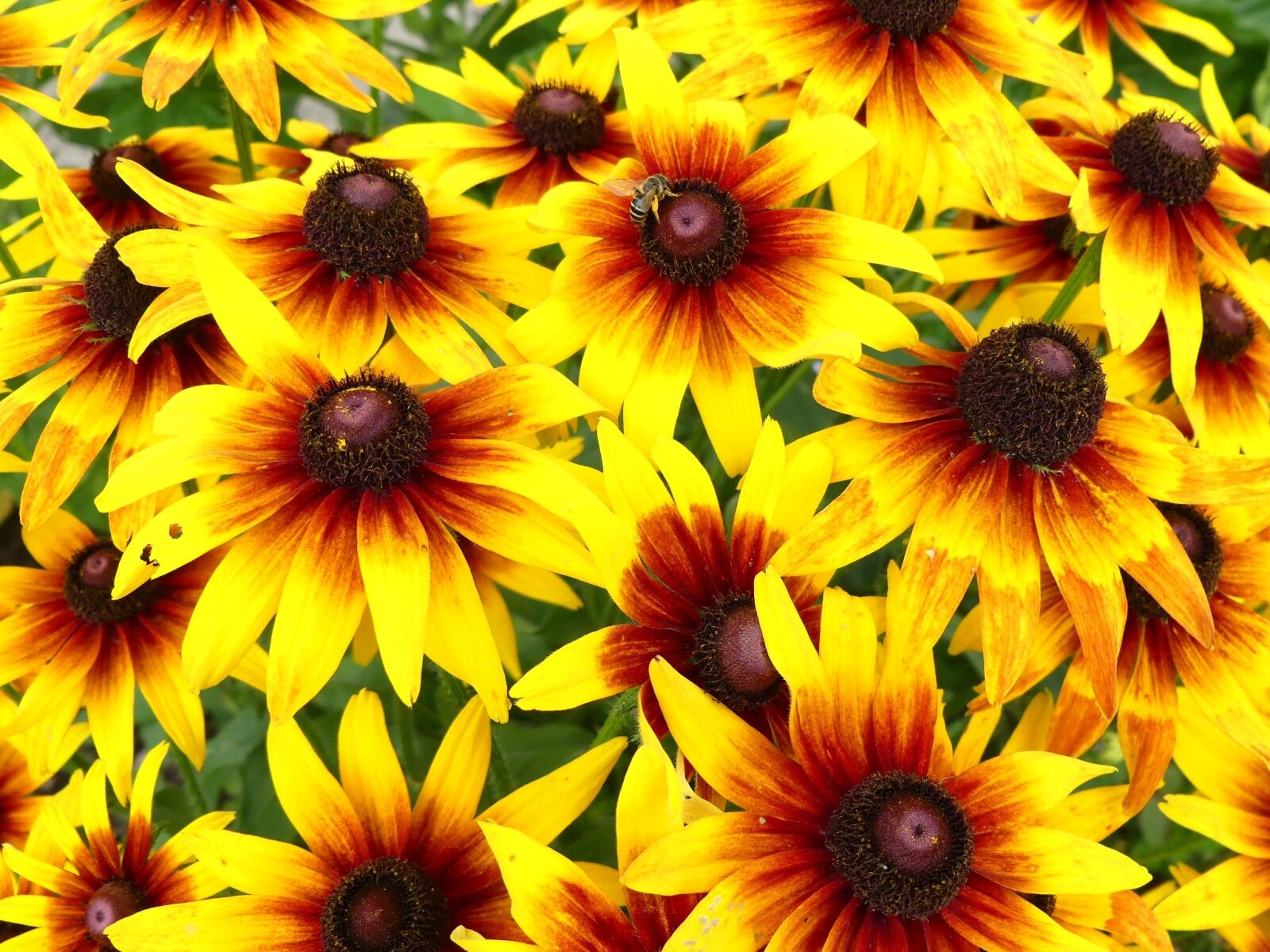 Panasonic Lumix DMC-FZ300 sample photo. Flower, garden, yellow photography