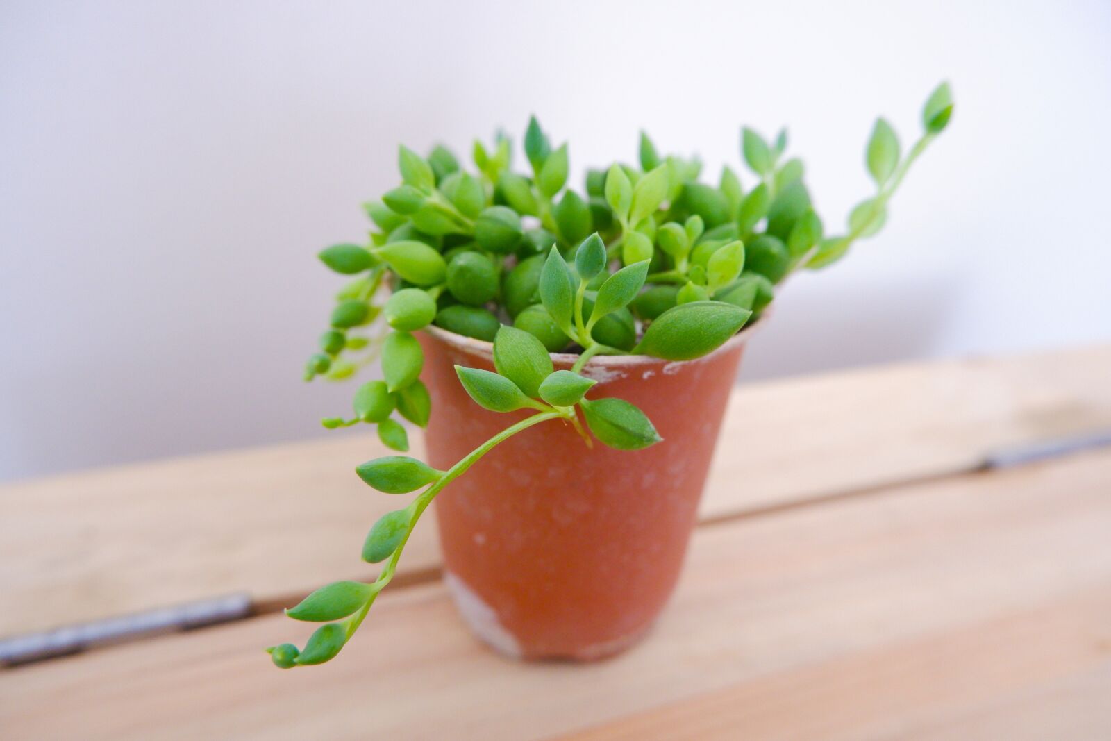 Fujifilm X-A5 sample photo. Plant plump schoolgirls, cactus photography