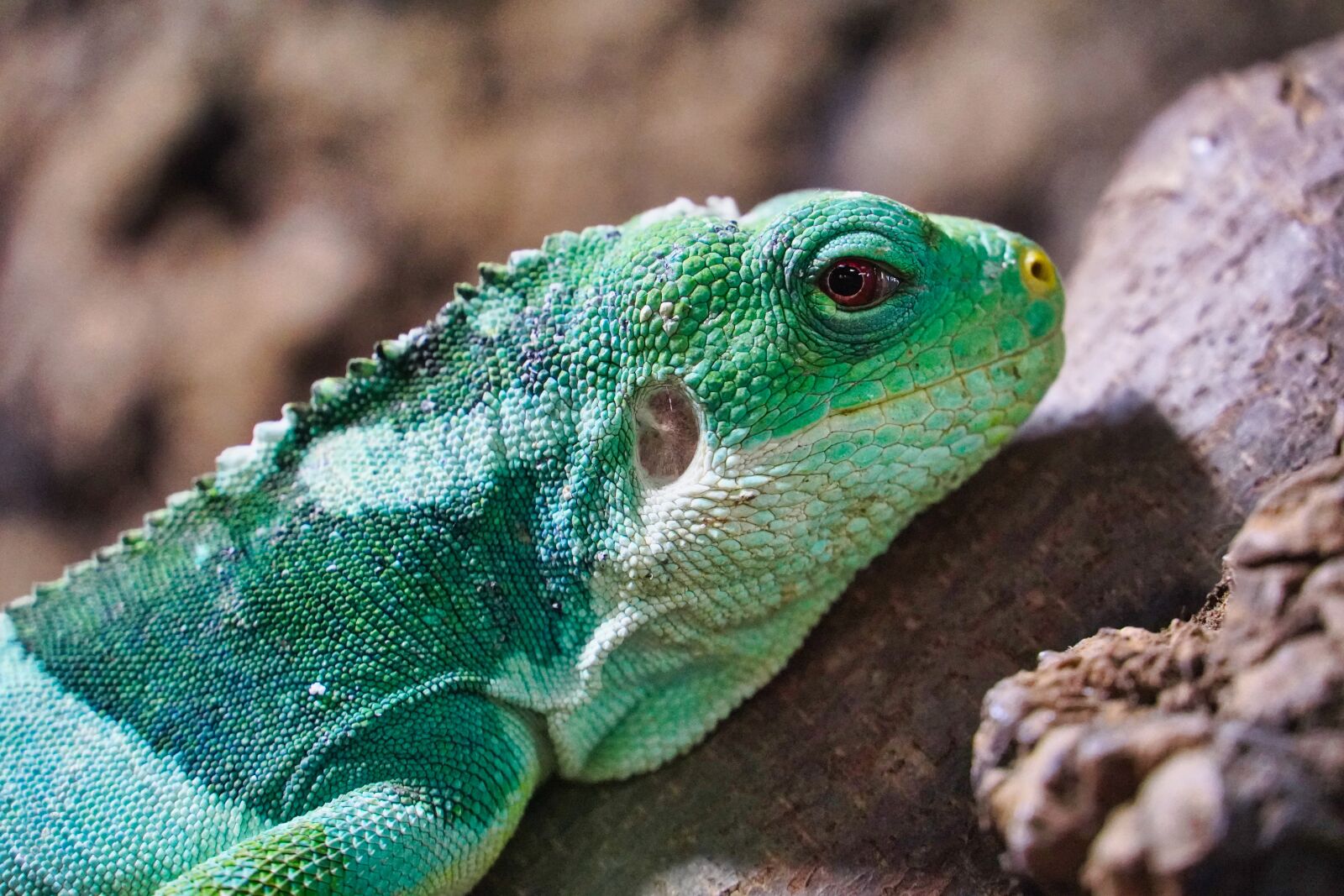 Sony a6400 sample photo. Iguana, reptile, terrarium photography