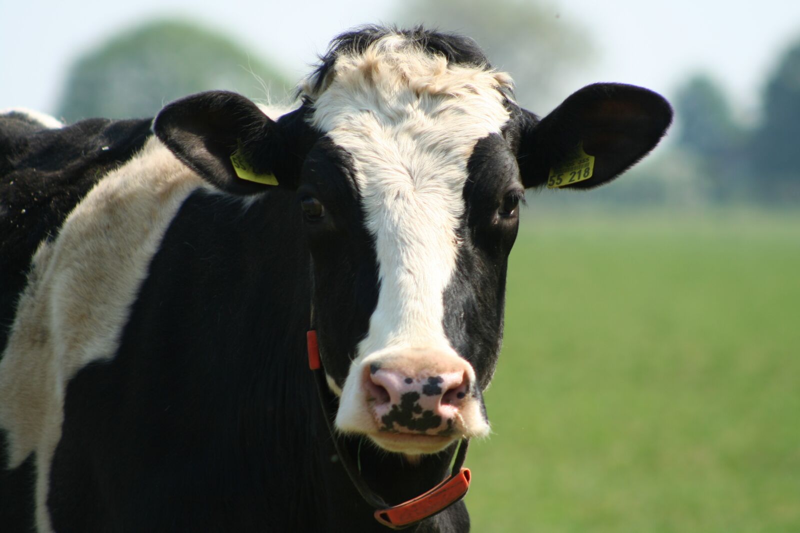 Canon EOS 350D (EOS Digital Rebel XT / EOS Kiss Digital N) sample photo. Cow, cows, close up photography