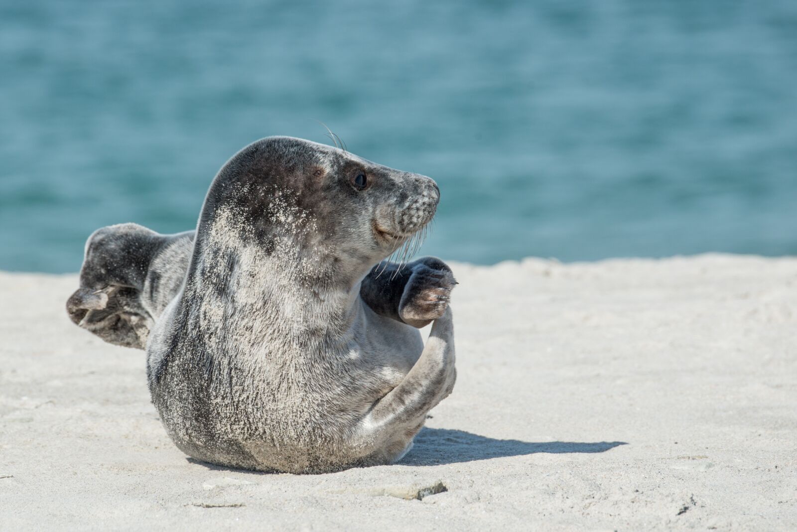 Nikon D800 sample photo. Grey seal, crawl, animal photography