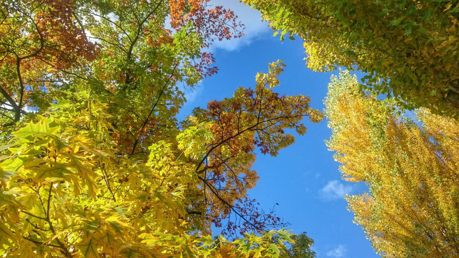 Sony Xperia Z1 Compact sample photo. Autumn, golden leaves, colors photography