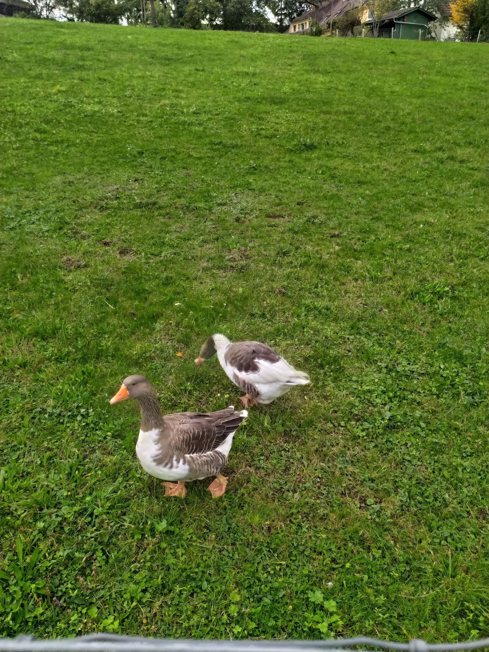 Xiaomi Redmi Note 7 sample photo. Animals, ducks, farm photography