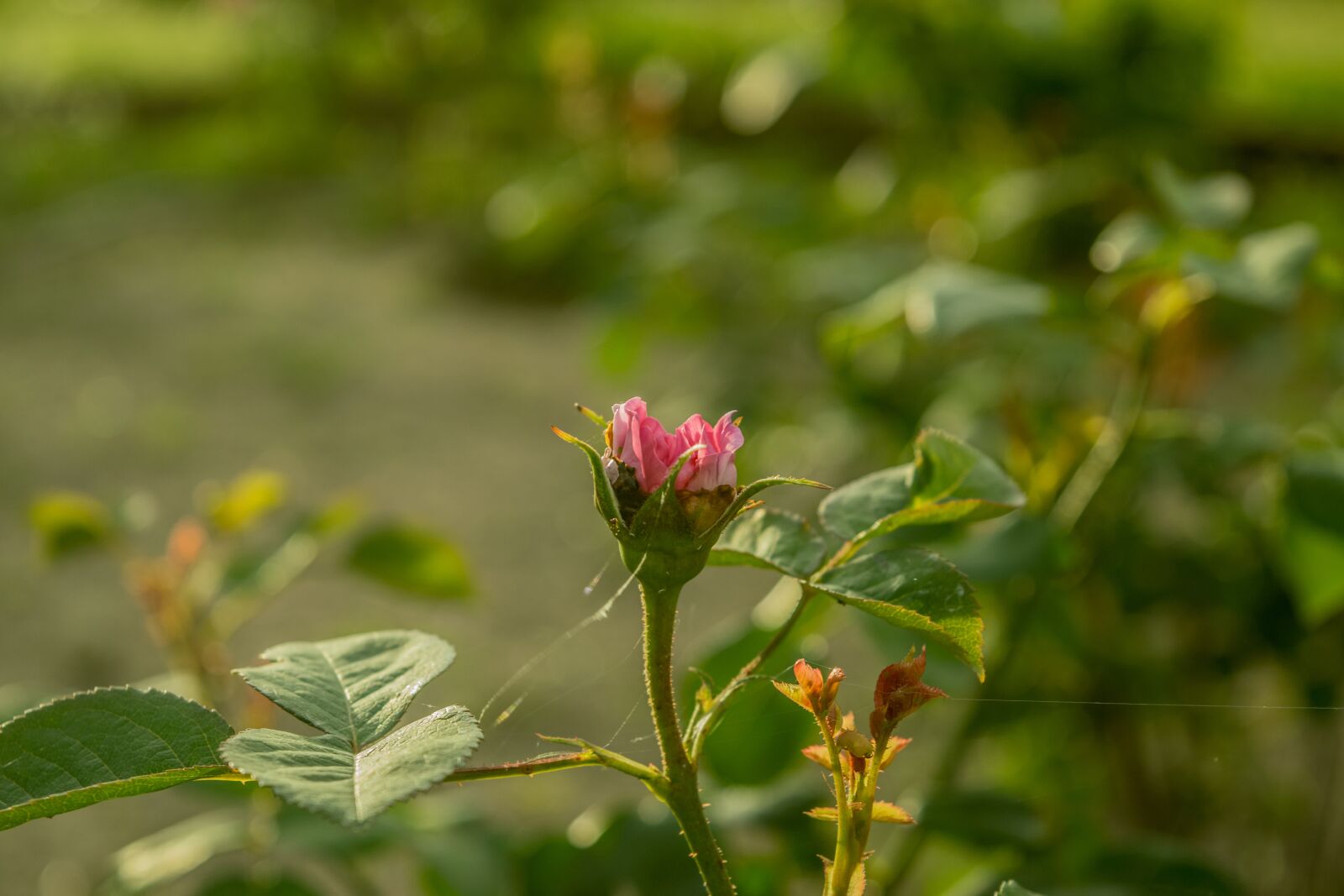Nikon D5300 sample photo. Flower, roses, nature photography
