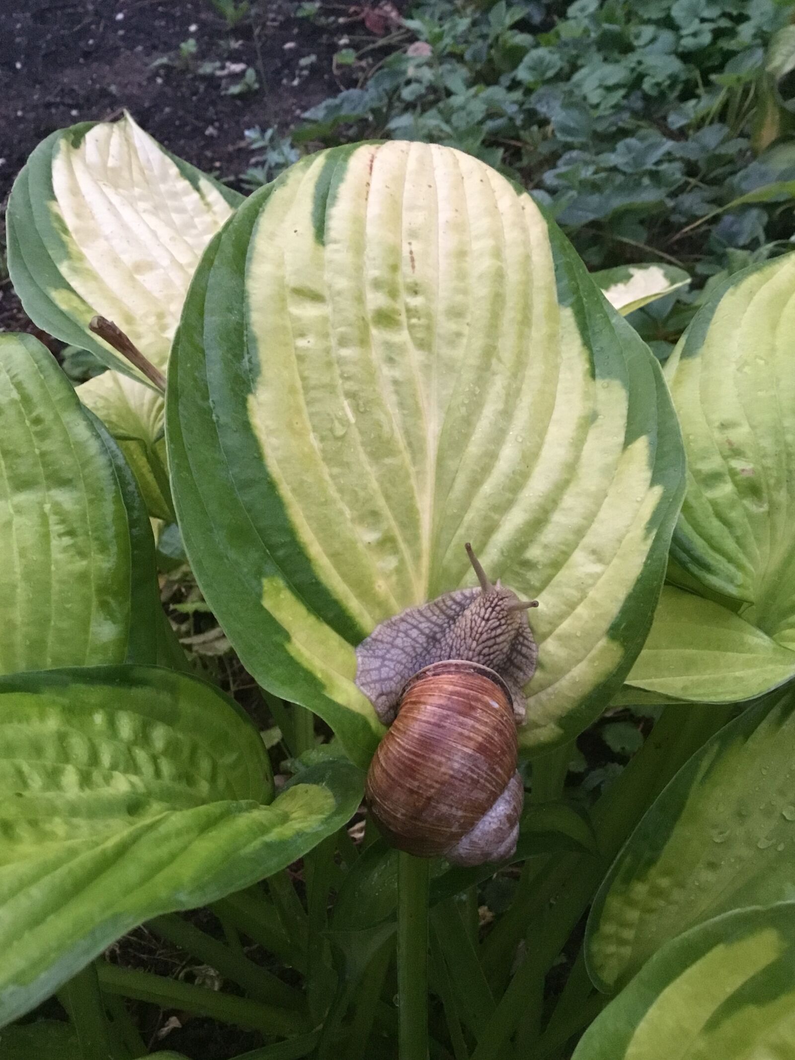 Apple iPad (5th generation) sample photo. Roman snail, snail, hosta photography